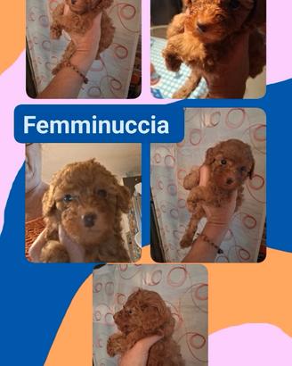 cuccioli maschi e Femmine razza Barbone toy 