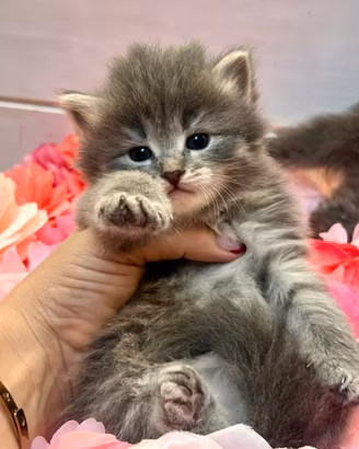 Cuccioli di gatto siberiano