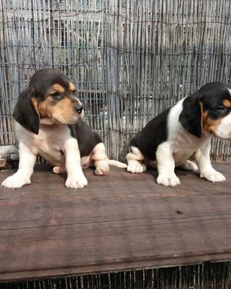 Beagle Elisabeth Cuccioli