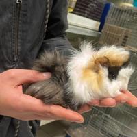 Cuccioli di cavia peruviana più gabbie nuove