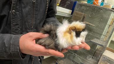 Cuccioli di cavia peruviana più gabbie nuove