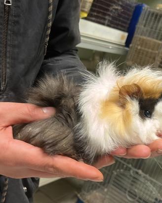 Cuccioli di cavia peruviana più gabbie nuove