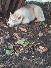 Siberian husky
