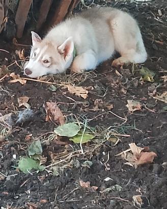 Siberian husky