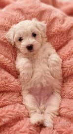 Cuccioli di maltese