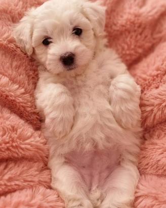 Cuccioli di maltese