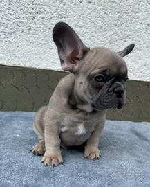 Bulldog francesi cuccioli esotici