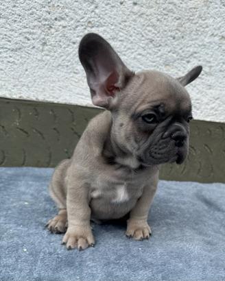 Bulldog francesi cuccioli esotici
