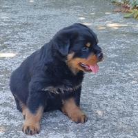 Cuccioli dí rottweiler