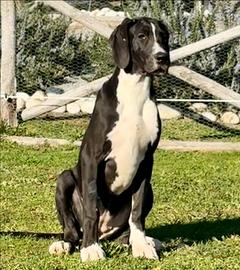 Cucciola di Alano Nero