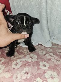 Bulldog Francese dorato