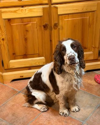 Springer Spaniel Inglese