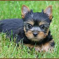 Silky Terrier e Yorkshire Terrier