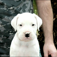 Dogo argentino