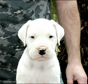 Dogo argentino