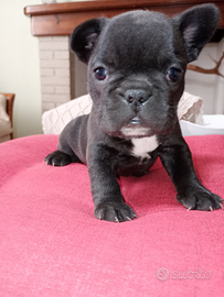 Bulldog francese