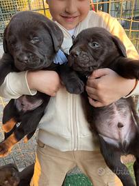 Labrador marroni con pedigree