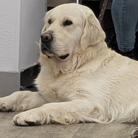 Splendido golden retriever inglese