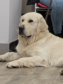 Splendido golden retriever inglese