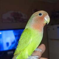 Inseparabili allevati a mano