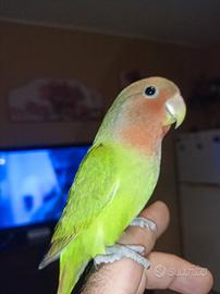 Inseparabili allevati a mano