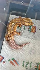 Geco Leopardino Red Diamond