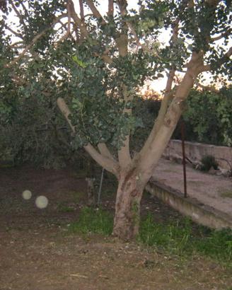 albero di carruba