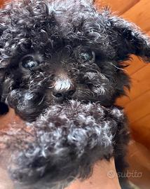 Ultima cucciola barboncino mini Toy/teacup