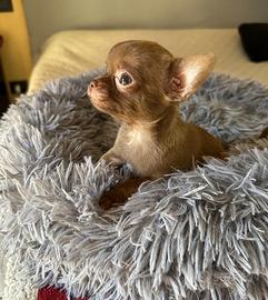 Chihuahua Pedigree Enci