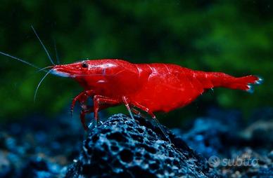 Caridine neocaridine ed altro