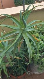 Imponenti Aloe Arborescens (14 anni)
