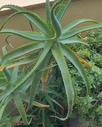 Imponenti Aloe Arborescens (14 anni)