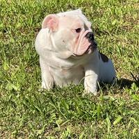 Cucciola Bulldog inglese allevamento