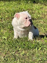 Cucciola Bulldog inglese allevamento