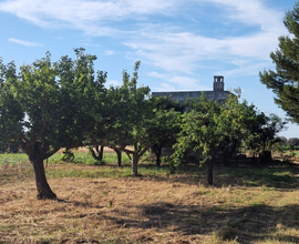 Terreno agricolo 9800 mq - C.da Torricella SP 81