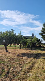 Terreno agricolo 9800 mq - C.da Torricella SP 81