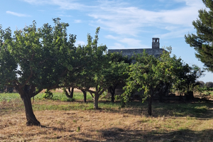 Terreno agricolo 10.000 mq - C.da Torricella SP 81