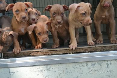 Cuccioli di pittbull