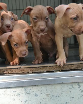 Cuccioli di pittbull