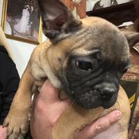 Bulldog francese fulvi