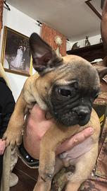 Bulldog francese fulvi