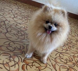 Spitz di Pomerania