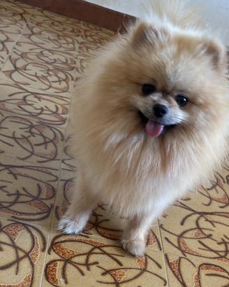 Spitz di Pomerania