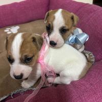 Cuccioli Jack Russell