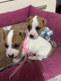 Cuccioli Jack Russell