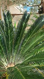 pianta cycas revoluta aurea