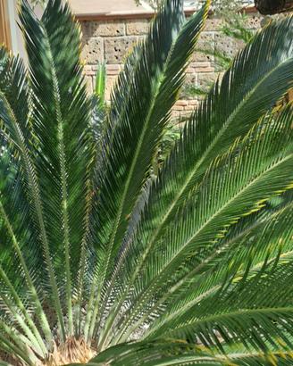 pianta cycas revoluta aurea