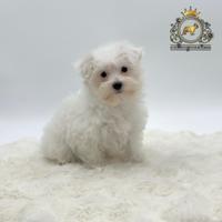 Dolcissimi cuccioli Maltese