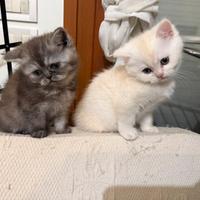 Cuccioli Persiano e British Shorthair disponibili
