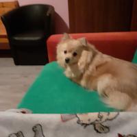 Volpina di 5 anni